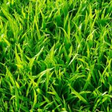 Почему трава вызывает зуд?