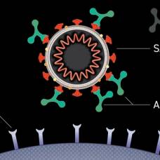 В чем разница между антителами после вакцины и после коронавируса