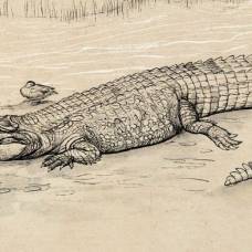 В австралии нашли крупнейшего в истории континента крокодила