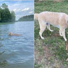 Собака сбежала от хозяина, спасла тонущего в озере олененка и подружилась с ним