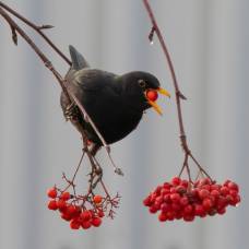 Птицы помогают растениям перемещаться на север