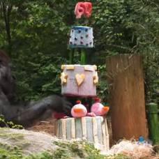 Самая старая горилла в мире отмечает 60-летие