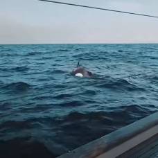 Нападение 30 китов-убийц на яхту сняли на видео