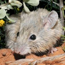 Мышь, которая считалась исчезнувшей, нашлась под другим именем