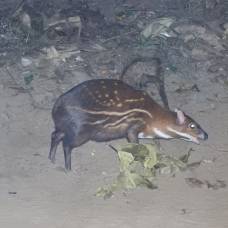 Водяной оленёк (лат. hyemoschus aquaticus)