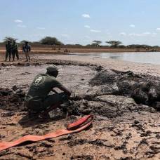 В кении спасли слониху, застрявшую в грязи