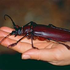 5 самых больших насекомых на земле
