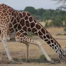 Как устроена сердечно-сосудистая система жирафа