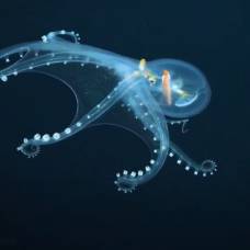 В тихом океане сняли редчайшего стеклянного осьминога