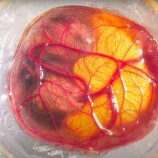 Превращения из эмбриона в цыпленка в стакане-инкубаторе