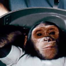 Странная история хэма, шимпанзе-астронавта