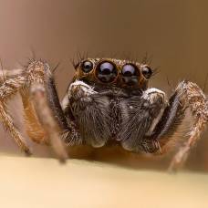 Какие части тела пауков вызывают у людей страх и отвращение
