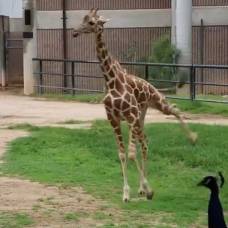 Как жираф под дождем танцевал