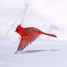 Птичий конкурс audubon photography awards 2021
