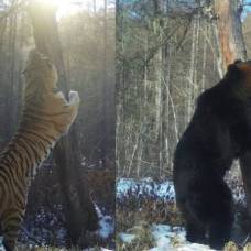 Как тигр и медведь соперничают за территорию