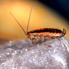 Китайские биологи сделали самок тараканов непривлекательными для самцов