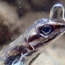 Как ящерицы анолисы дышат под водой