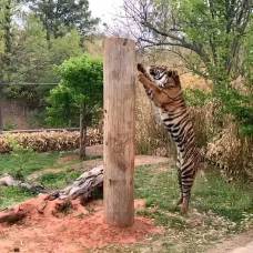 В погоне за лакомством тигр совершил впечатляющий прыжок