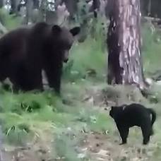 Как домашний кот прогнал дикого медведя