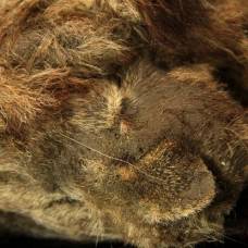 Найдена мумия пещерного льва наилучшей сохранности