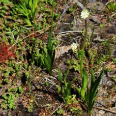 Многолетняя трава triantha occidentalis способна охотиться на насекомых