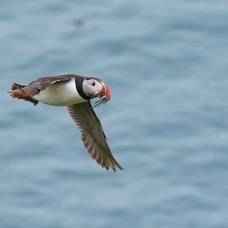 В северной атлантике существует участок, где в течение года собирается до пяти миллионов морских птиц