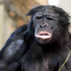 У бонобо и шимпанзе обнаружили приветствия и прощания