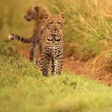 Первая охота юного леопарда