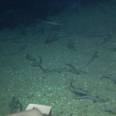 У берегов израиля обнаружили крупнейшее место размножения местных глубоководных акул