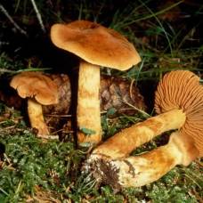 Семь ядовитых грибов