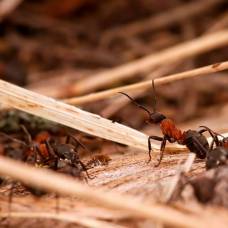 Как муравьи строят свои дома
