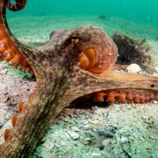 Биологи заметили, что осьминоги могут бросаться друг в друга ракушками