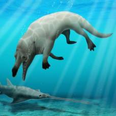 В египте обнаружили останки ранее неизвестного предка кита с четырьмя конечностями