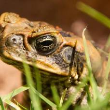 Австралийские жабы-ага вылупляются гораздо быстрее, чем их неавстралийские сородичи