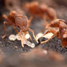 Раскрыт секрет остроты муравьиных челюстей