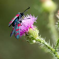 Пестрянка таволговая (лат. zygaena filipendulae)