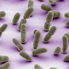 Почему микрофлору так назвали, ведь микробы не растения?
