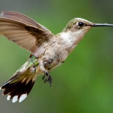 Как колибри по запаху определяют, что опасность близко
