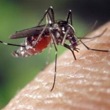 12 самых смертельно опасных насекомых в мире