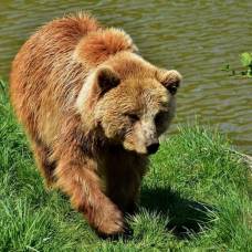 У скандинавских медведей обнаружили бактерии, устойчивые к антибиотикам