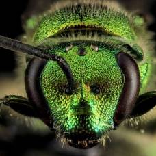 Удивительный мир насекомых