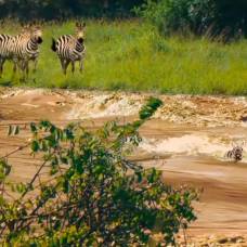 Как зебра пыталась преодолеть бурную реку