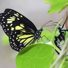 Бабочки-Данаиды расцарапывают гусениц и «выпивают» их заживо, как молочный коктейль
