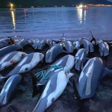 На фарерских островах убили почти 1500 дельфинов за раз