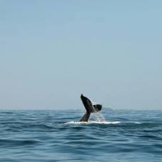 Ученые показали «руку» кита, которую он унаследовал от своего наземного предка