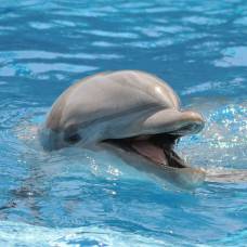 Свистящие языки людей помогут понять, о чем «говорят» дельфины