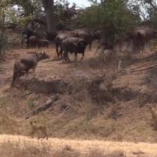 Как буйволы спасли собрата от львиц