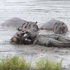 Стадо бегемотов спасло антилопу гну от двух крокодилов