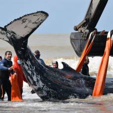 Как в аргентине спасали двух горбатых китов