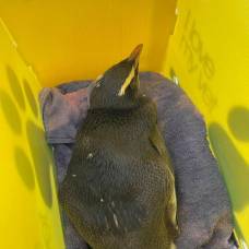 Новозеландский пингвин приплыл в австралию и едва не утонул